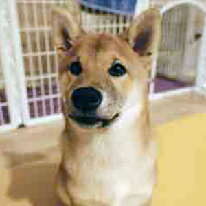 Shelter Boss: Animal Rescues