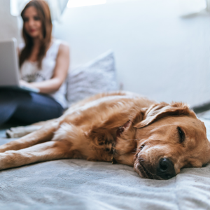 Shelter Boss: Licensing Fees