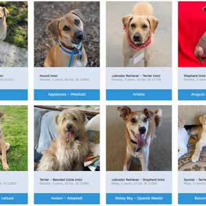 Shelter Boss: Animal Rescues