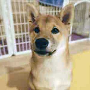 Shelter Boss: Animal Rescues